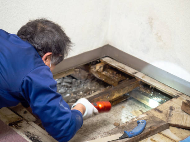 Best Residential Mold Removal  in Sayre, OK