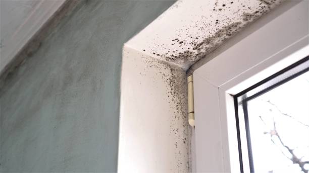 Best Black Mold Removal  in Sayre, OK