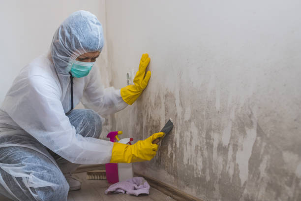 Best Mold Remediation Experts  in Sayre, OK