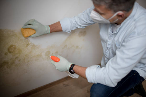 Best Mold Cleaning Services  in Sayre, OK