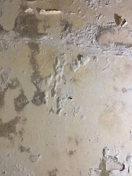 Best Mold Removal Company Near Me  in Sayre, OK