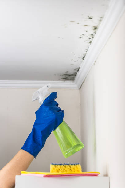 Best Toxic Mold Removal  in Sayre, OK