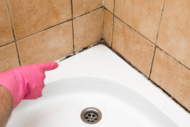 Best Mold Removal Company Near Me  in Sayre, OK